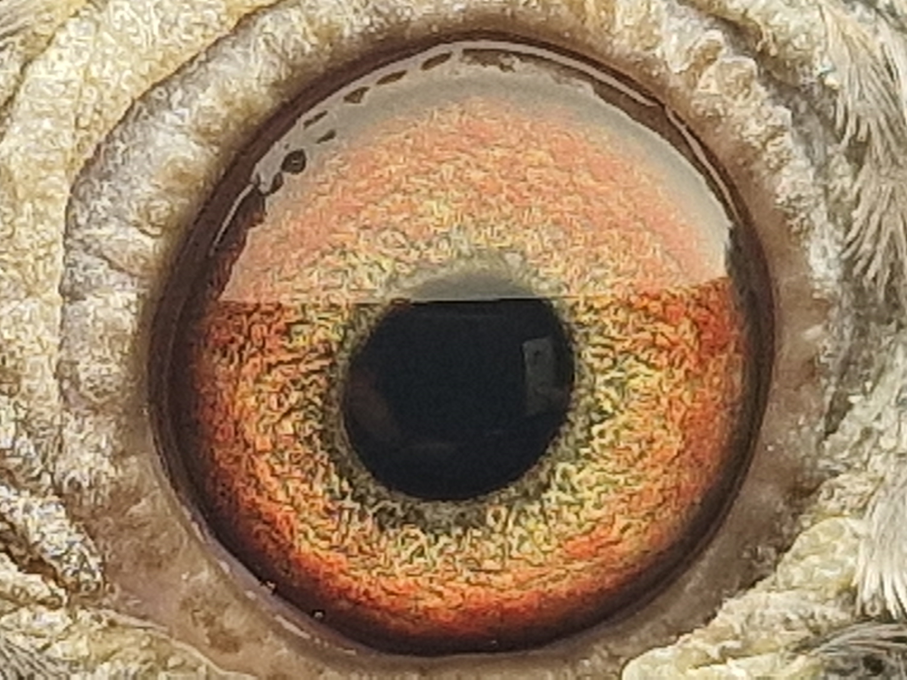 Pigeon eye
